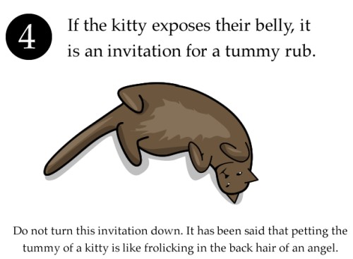 cat_ belly_rub.jpg
